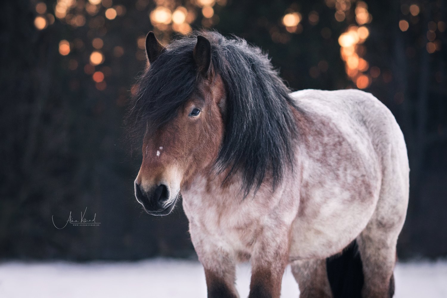 Belgian Ardennes Horse For Sale